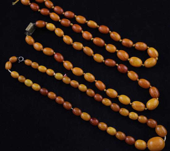 Three single strand graduated oval amber bead necklaces, largest 16.5in.